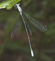 Labidiosticta vallisi