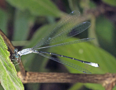 Labidiosticta vallisi