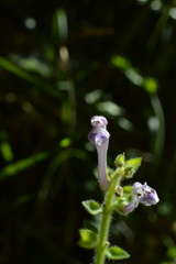 Scutellaria columnae