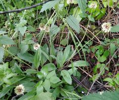Allium microdictyon