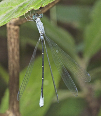 Labidiosticta vallisi