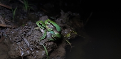 Hyla flaviventris