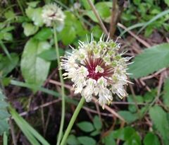 Allium microdictyon