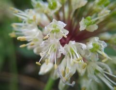 Allium microdictyon