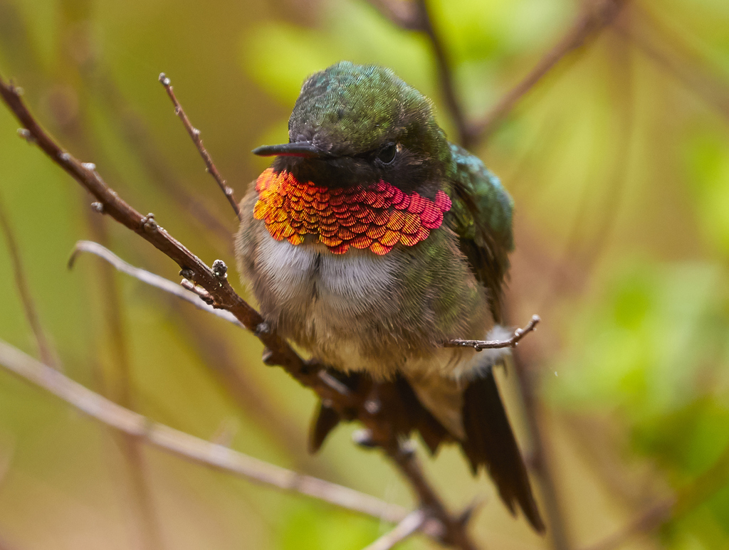 Ruby-throated Hummingbird (Archilochus colubris)