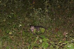 Didelphis