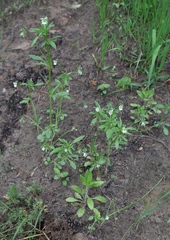 Viola arvensis