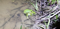 Hyla flaviventris