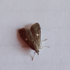 Udea olivalis