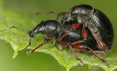 Otiorhynchus