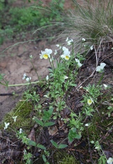 Viola arvensis