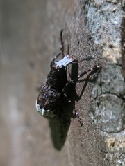 Eurymycter