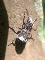 Eurymycter
