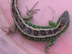 Lacerta agilis