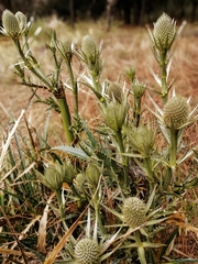 Eryngium proteiflorum