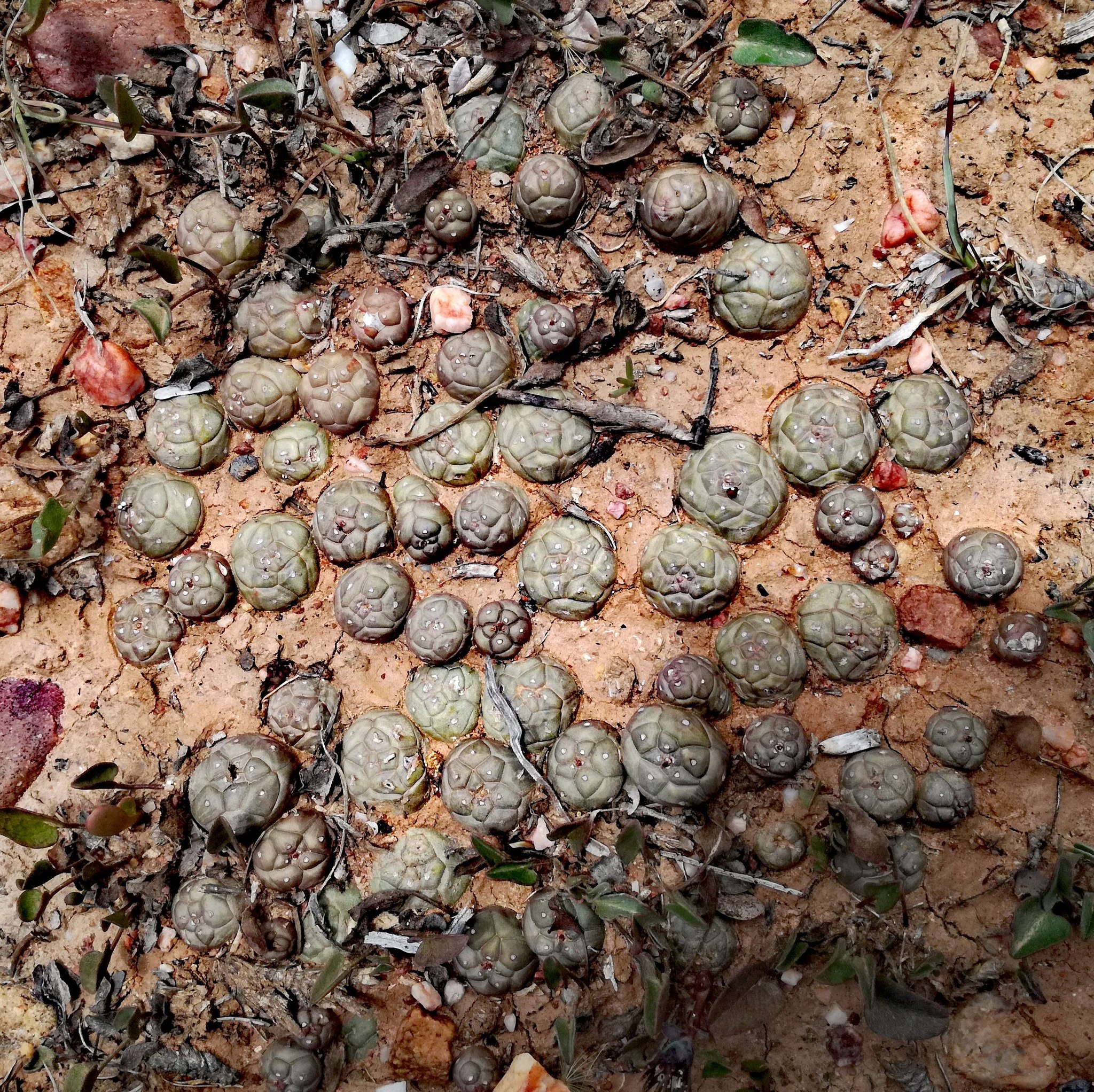 Euphorbia globosa
