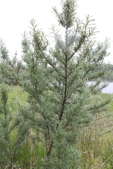 Hippophae rhamnoides