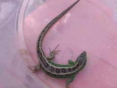 Lacerta agilis