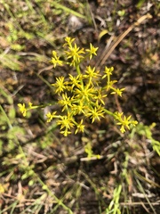 Polygala ramosa