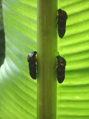 Okiscarta uchidae