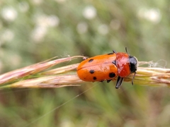 Tituboea sexmaculata