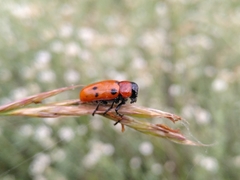 Tituboea sexmaculata