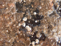 Spirorbis tridentatus