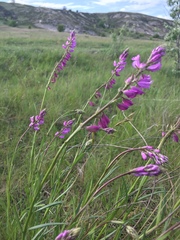 Polygala comosa