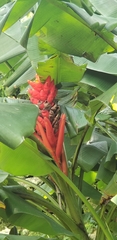 Musa coccinea