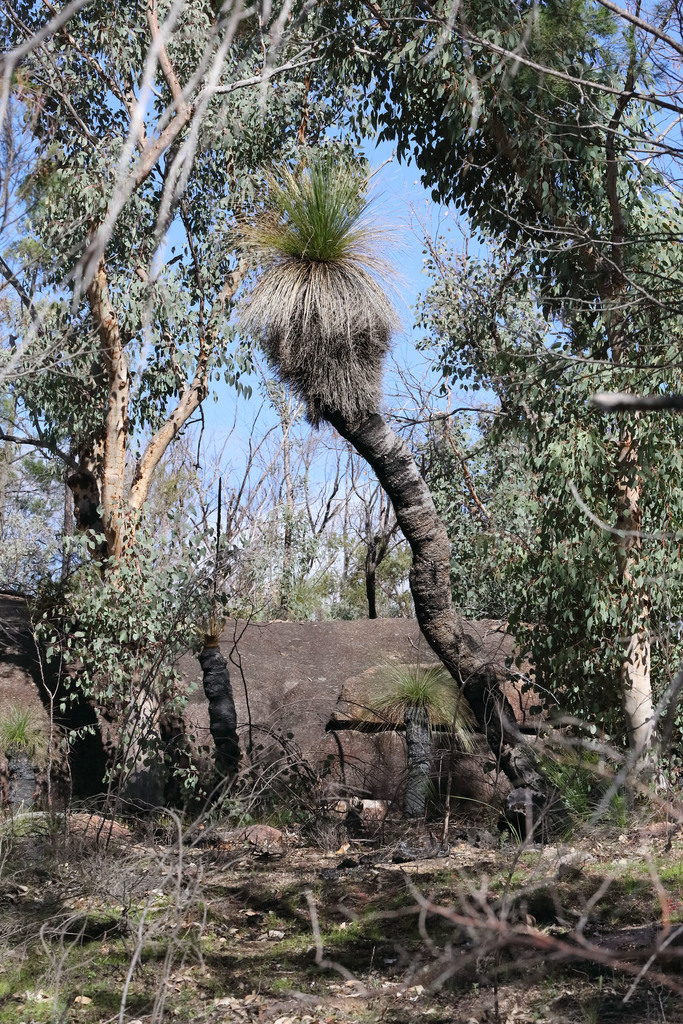 Xanthorrhoea johnsonii A.T.Lee