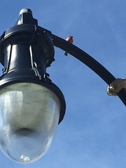 Haemorhous mexicanus