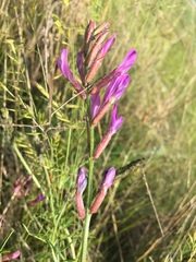 Polygala comosa