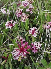 Daphne striata
