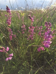 Polygala comosa