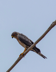 Accipiter badius