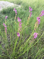 Polygala comosa