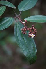 Miconia mexicana