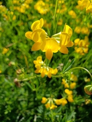 Lotus corniculatus