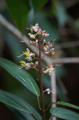 Miconia mexicana