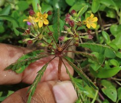 Biophytum sensitivum