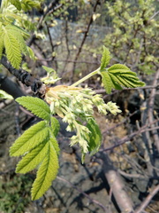 Bursera cuneata
