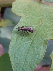 Protonectarina sylveirae