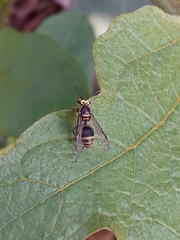 Protonectarina sylveirae