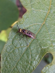 Protonectarina sylveirae
