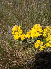 Genista depressa