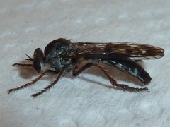 Nicocles