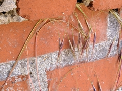 Bromus sterilis