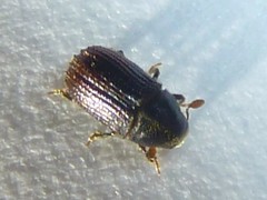 Phloeosinus punctatus