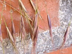 Bromus sterilis