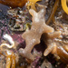 Alcyonidium hirsutum - Photo (c) Christine Morrow, some rights reserved (CC BY-NC), uploaded by Christine Morrow